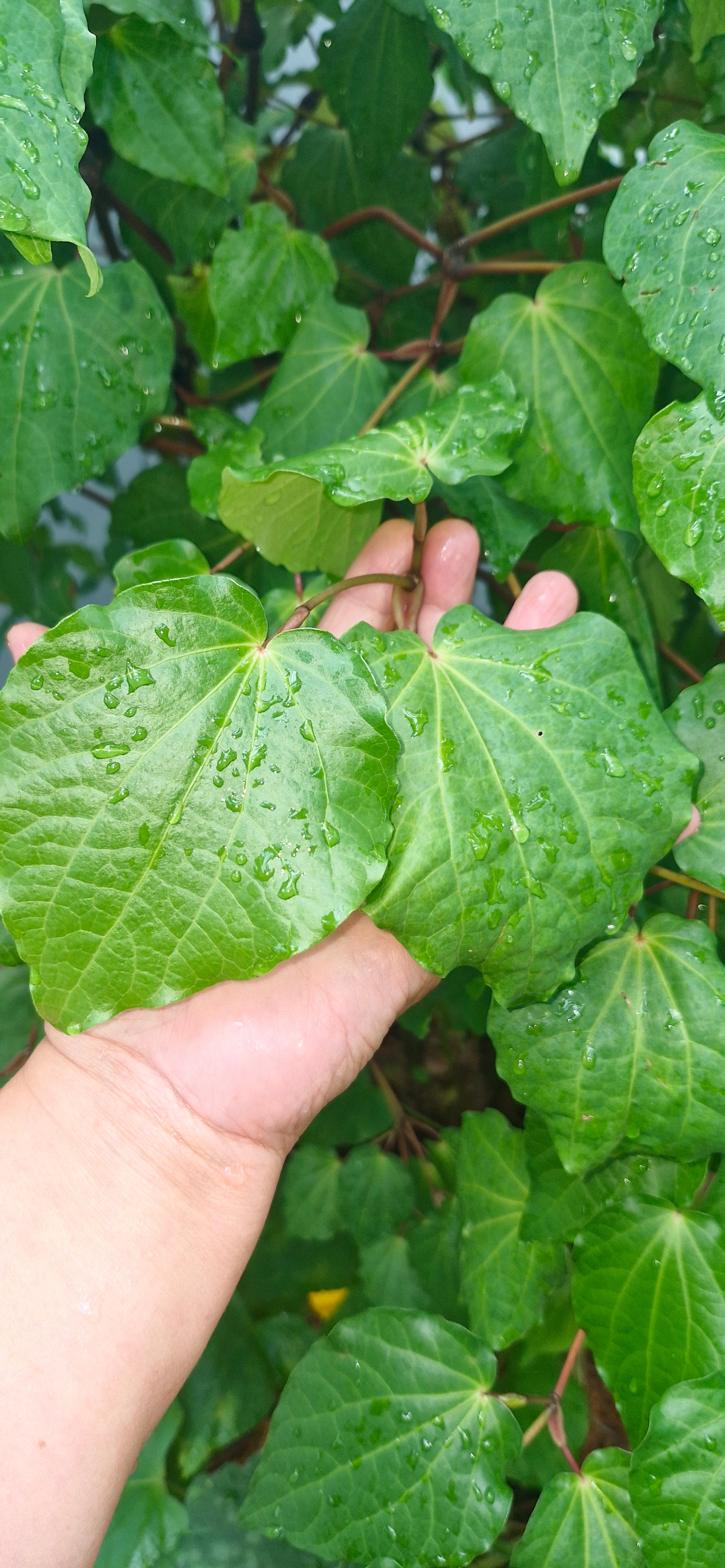 Te Rau Aroha Alignment